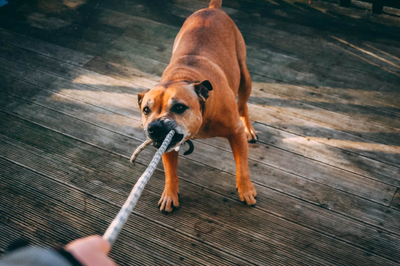 A lively brown dog playing tug-of-war outdoors on a wooden deck.