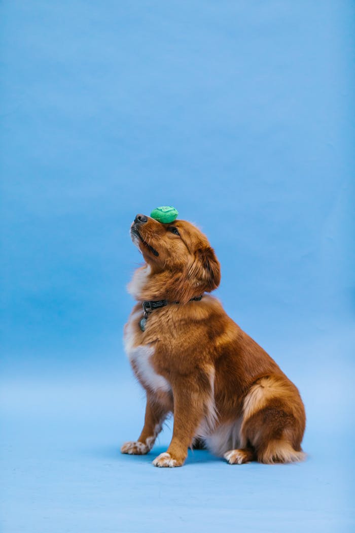 Cute dog balancing a green ball on its nose against a blue background.